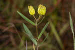 Savannah milkweed